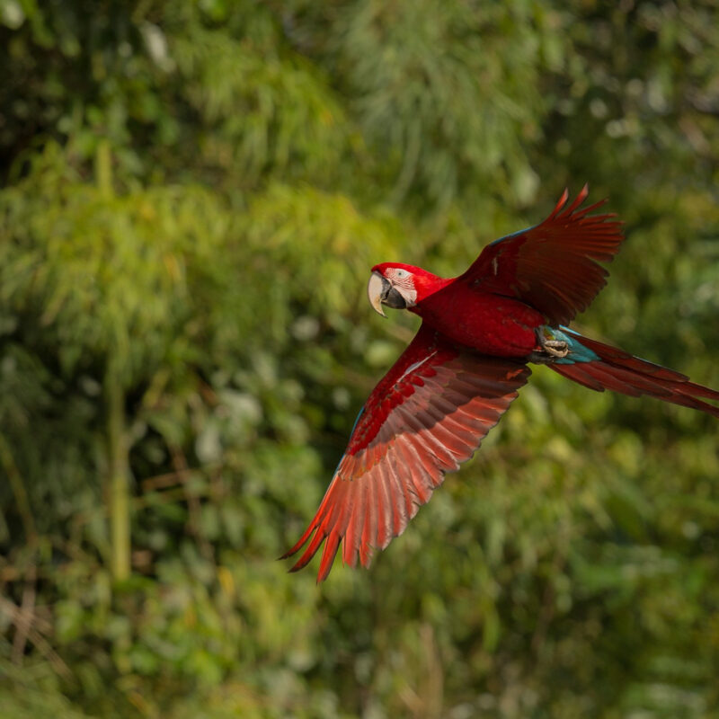 5 DIAS / 4 NOCHES AMAZONAS COMPLETO